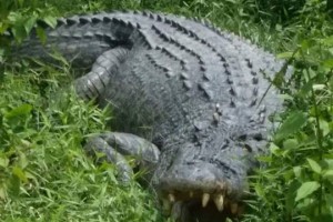 Palawan eyes ‘crocodile sanctuaries’ in Balabac